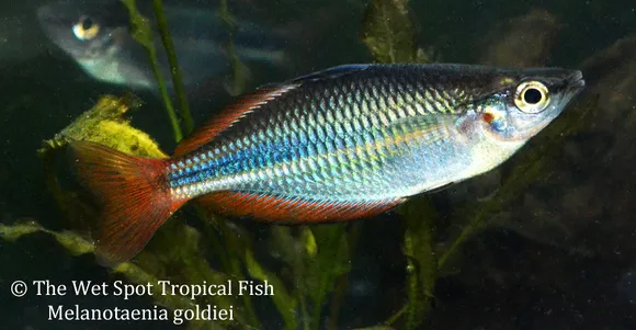 Goldie River rainbowfish (Melanotaenia goldiei)