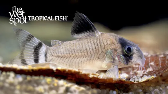 Gomez's cory (Brochis gomezi)