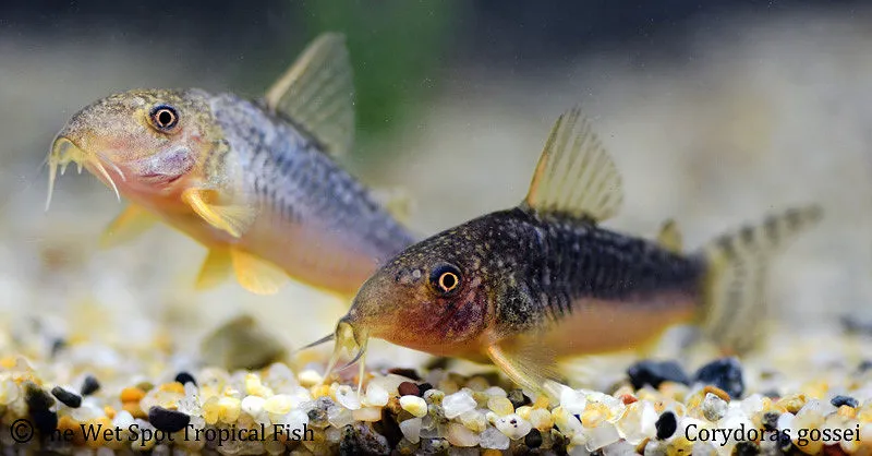 Gossei cory (Hoplisoma gossei)
