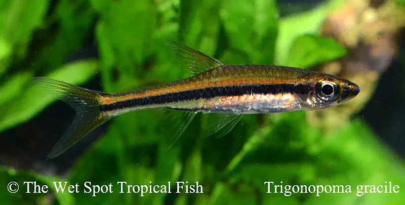 Graceful rasbora (Trigonopoma gracile)