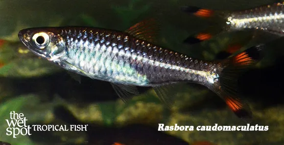 Greater scissortail (Rasbora caudimaculata)