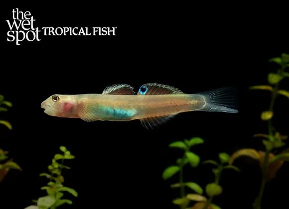 Green belly goby (Lentipes ikeae)