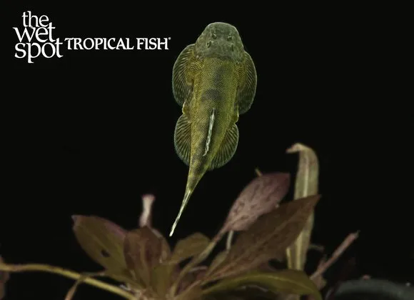 Green Borneo sucker (Gastromyzon lepidogaster)