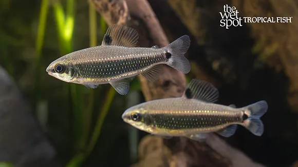 Green dwarf distichodus (Distichodus teugelsi)