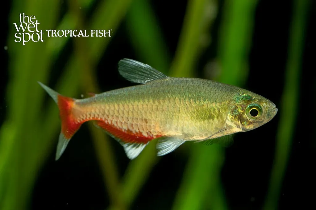 Green fire tetra (Aphyocharax rathbuni)