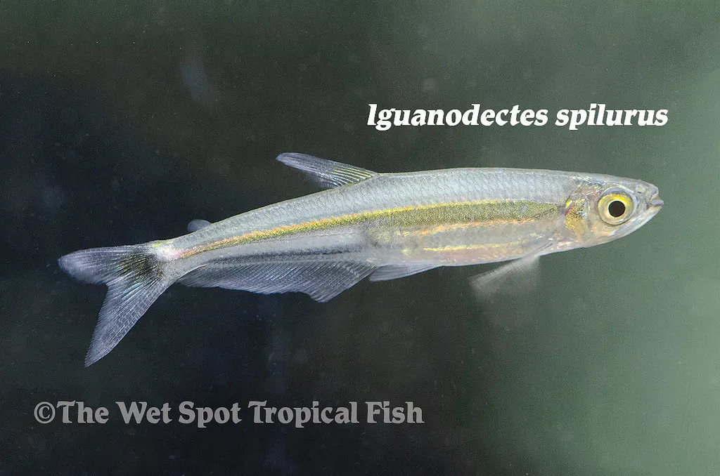 Green lizard tetra (Iguanodectes spilurus)
