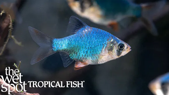 Green tiger barb (Puntigrus tetrazona)