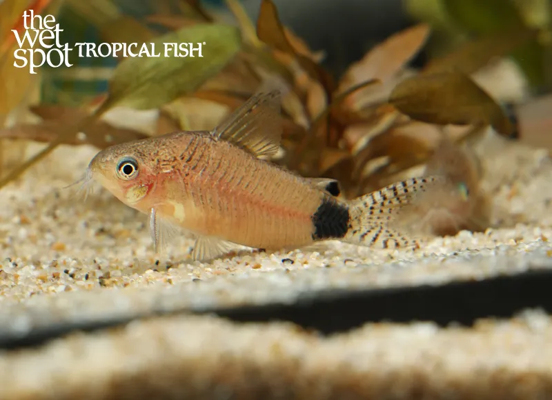 Guapore cory (Gastrodermus guapore)