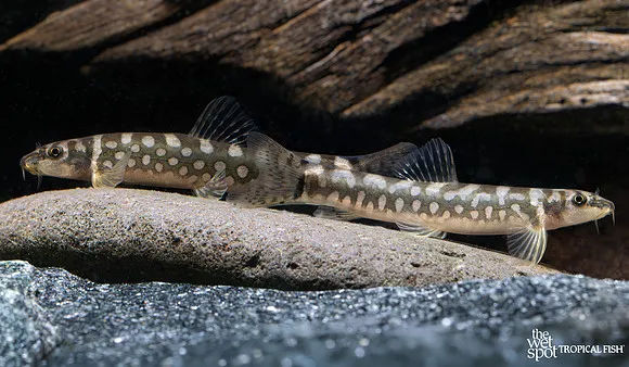 Guenther's zipper loach (Nemacheilus guentheri)