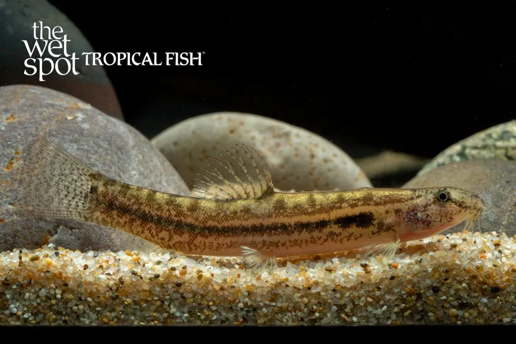 Guntea loach (Lepidocephalichthys guntea)