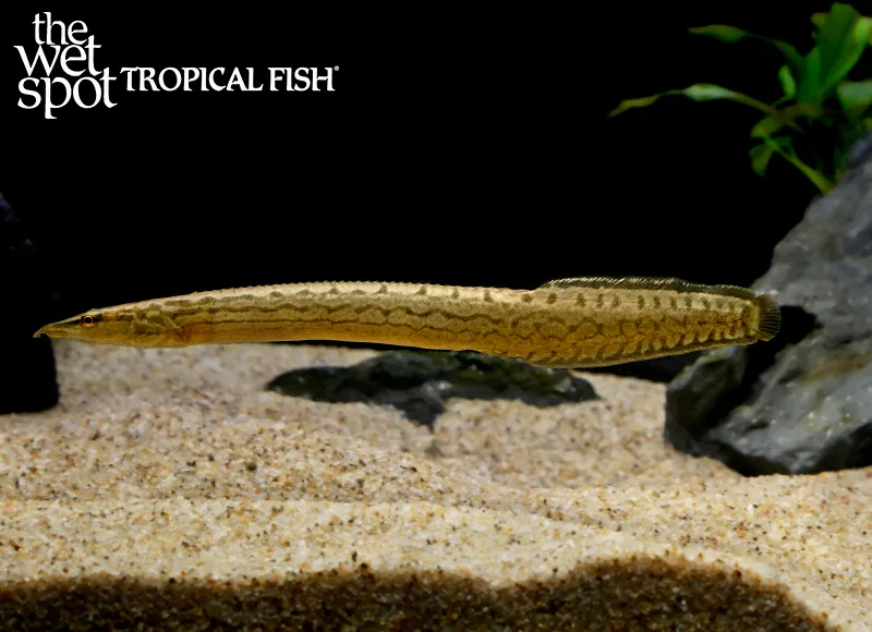 Half-banded spiny eel (Macrognathus circumcinctus)