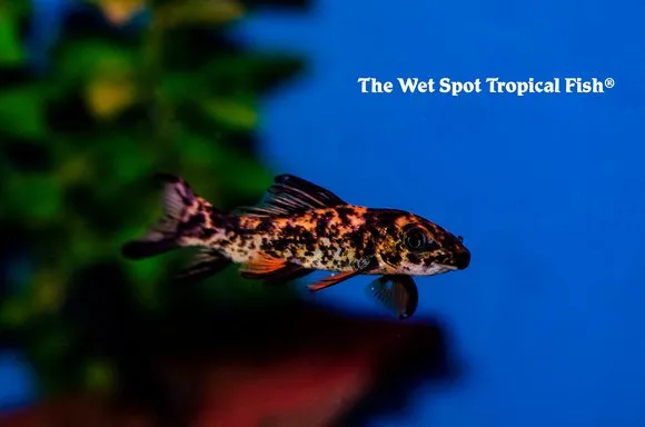 Harlequin sharkminnow (Labeo cyclorhynchus)