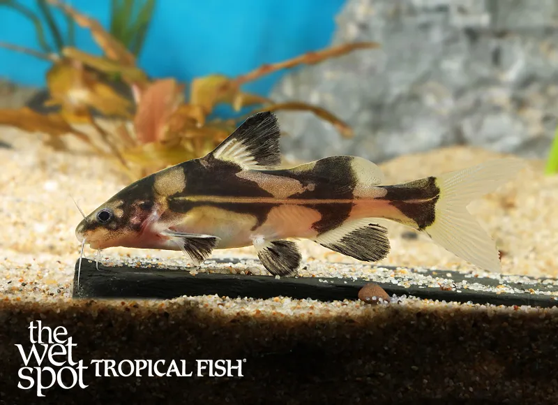 Harlequin lancer catfish (Bagroides melapterus)