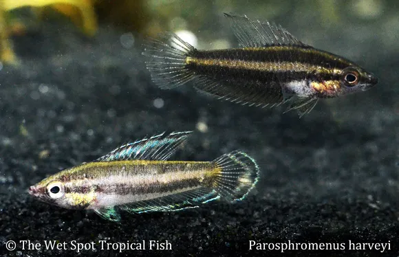 Harvey's licorice gourami (Parosphromenus harveyi)