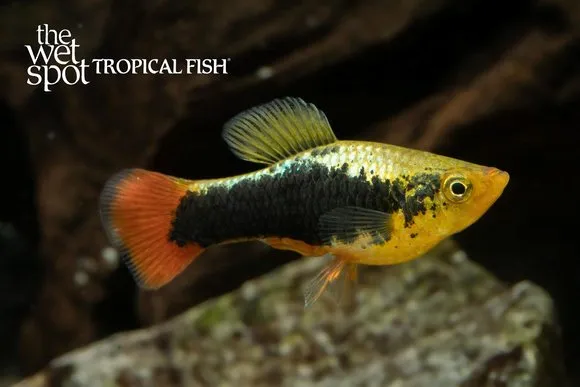 Hawaii platy (Xiphophorus variatus)