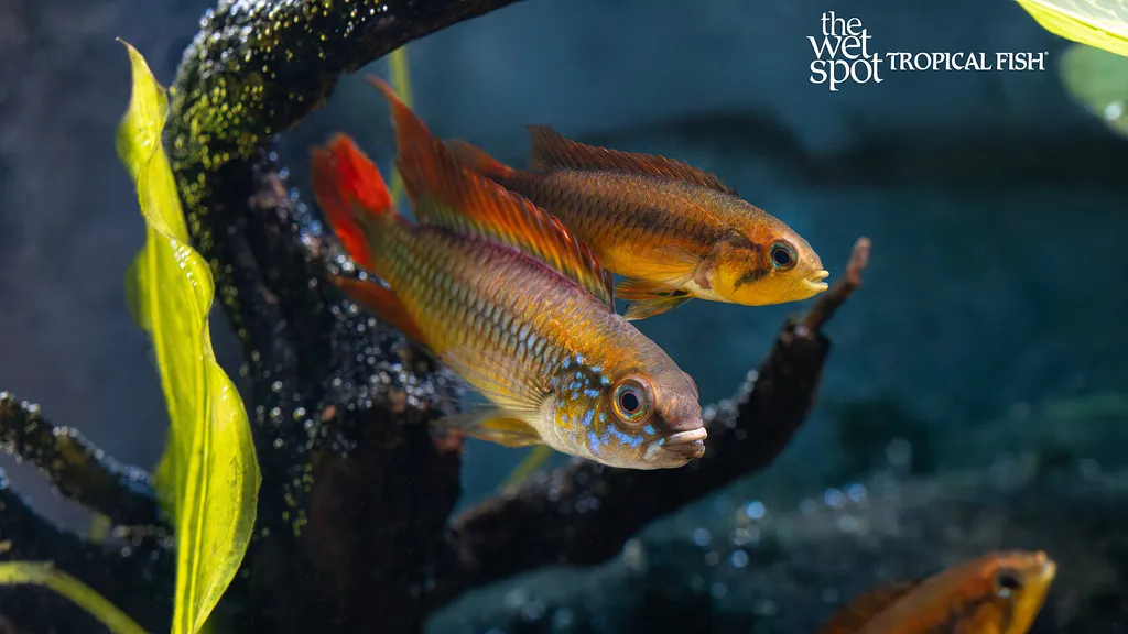 Heckel discus (Symphysodon discus)