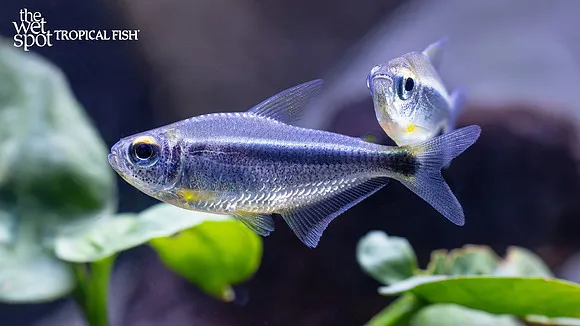 Heiko's tetra (Moenkhausia heikoi)