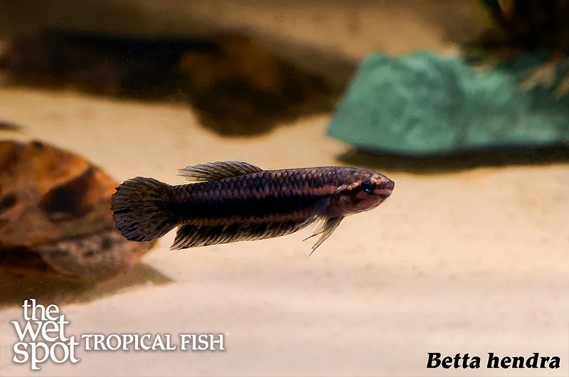 Hendra betta (Betta hendra)
