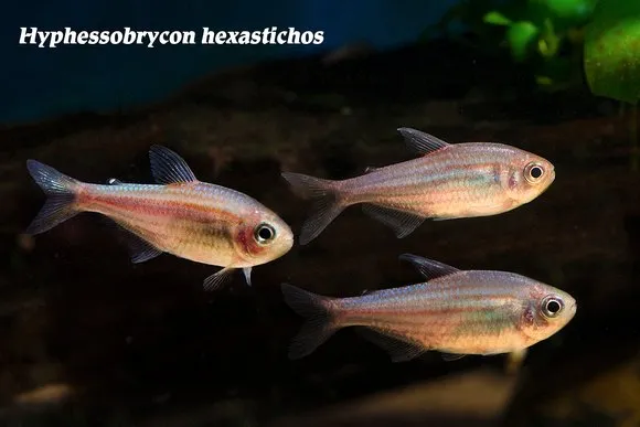 Hexastichos tetra (Hyphessobrycon hexastichos)