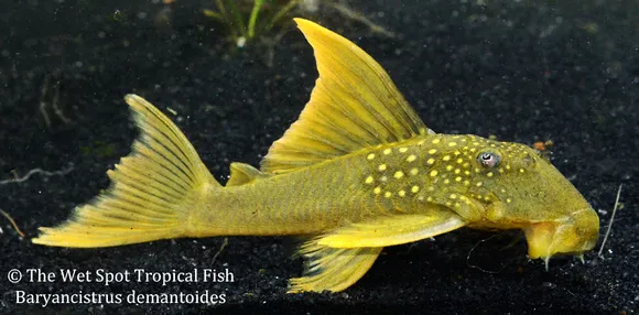 Hi-fin green phantom pleco (Baryancistrus demantoides)