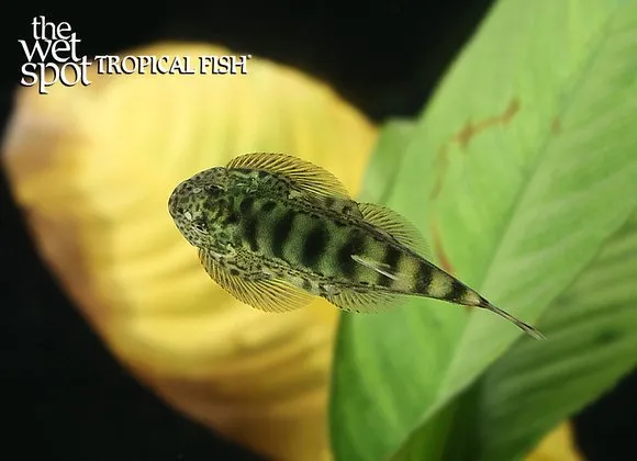 Hidden Borneo sucker (Hypergastromyzon abditus)