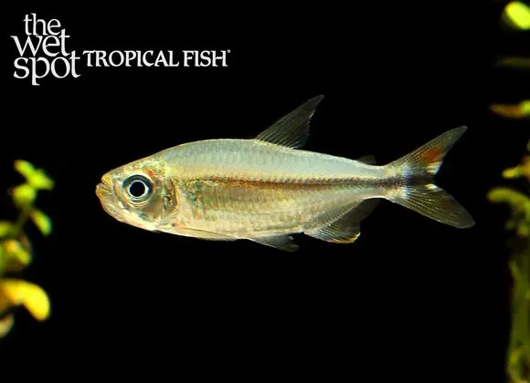 Hilgendorf's Congo tetra (Alestopetersius hilgendorfi)