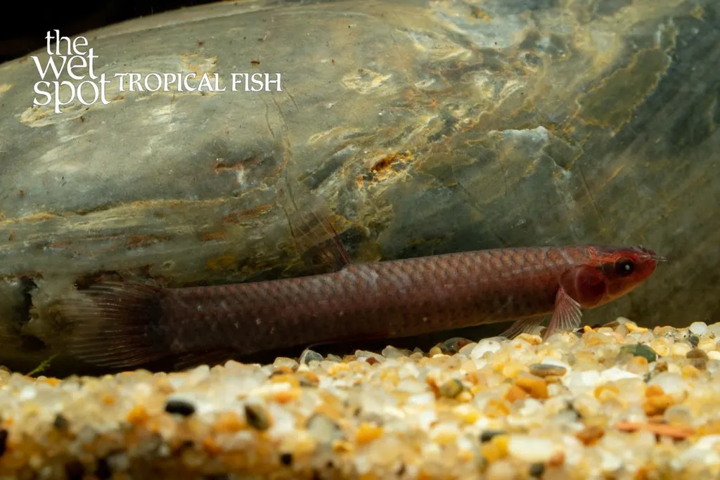 Hingemouth (Phractolaemus ansorgii)