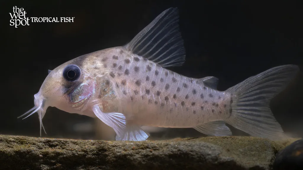 Hoplo catfish (Hoplosternum littorale)