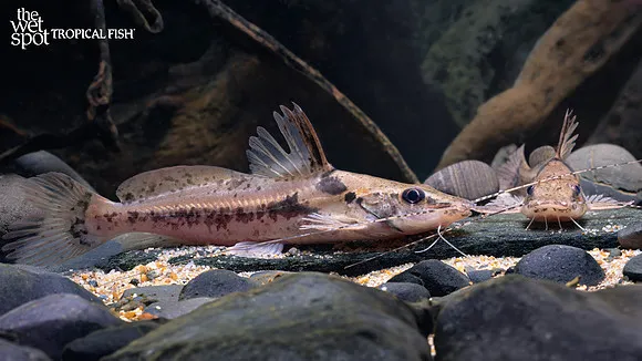 Horsehead catfish (Goeldiella eques)
