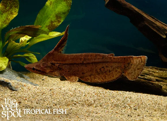 Horseshoe catfish (Tetranematichthys wallacei)