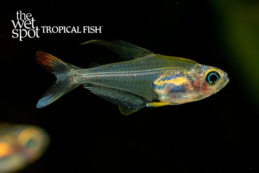Hummingbird tetra (Trochilocharax ornatus)