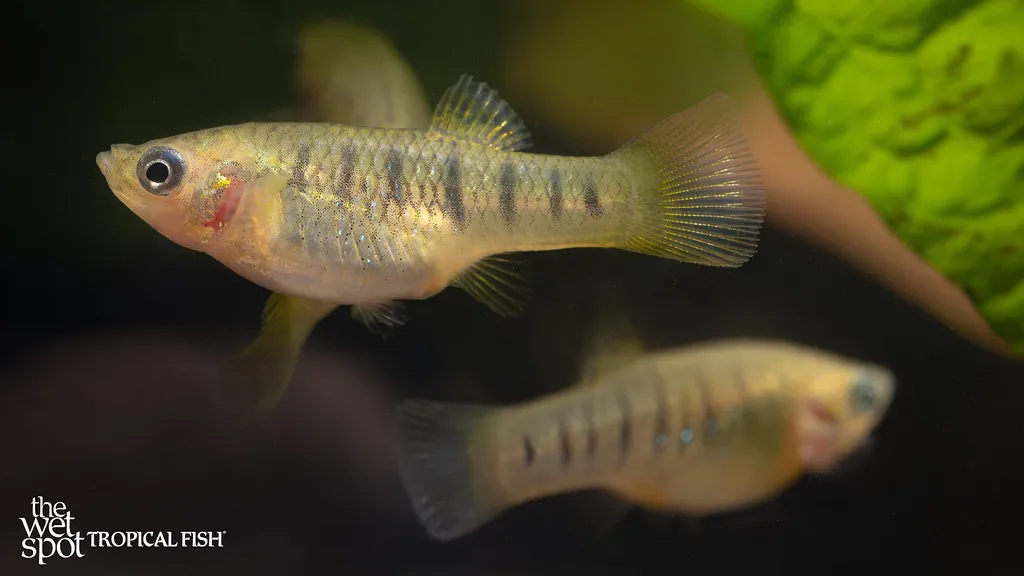 Humpbacked limia (Limia nigrofasciata)