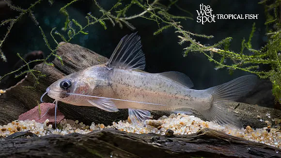 Imitator catfish (Brachyrhamdia imitator)