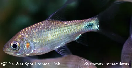Immaculate barb (Systomus immaculatus)