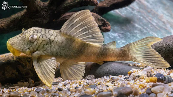 Imperial coal pleco (Peckoltia pankimpuju)