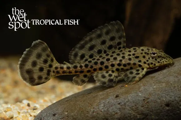 Imperial ranger pleco (Pterygoplichthys punctatus)
