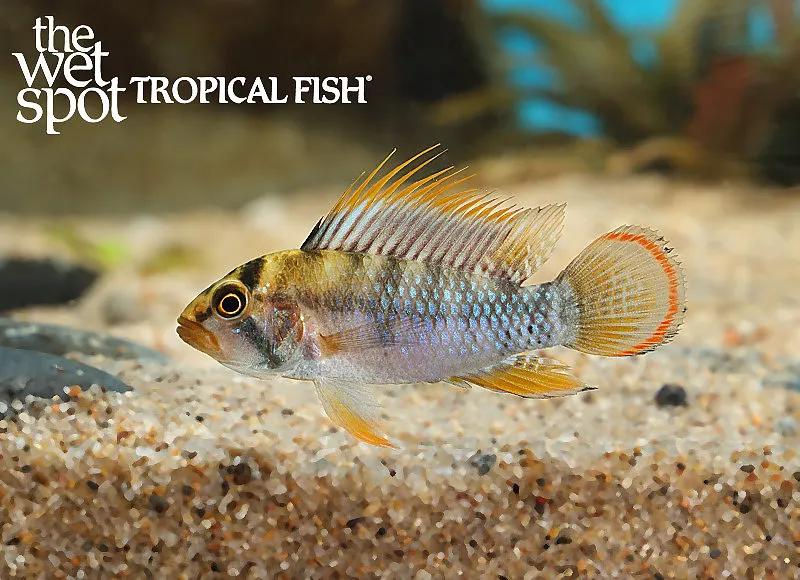 Inca dwarf cichlid (Apistogramma baenschi)