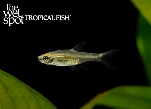 Indian glowlight carplet (Horadandia brittani)