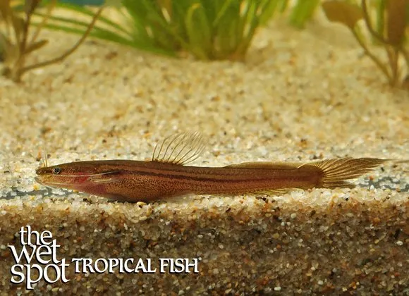 Indian linear catfish (Olyra longicaudata)