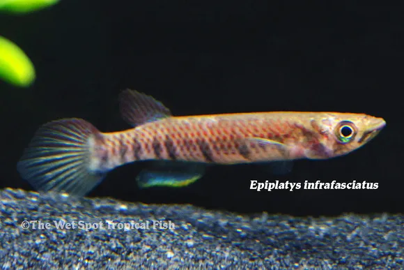 Infrafasciatus killifish (Epiplatys infrafasciatus)