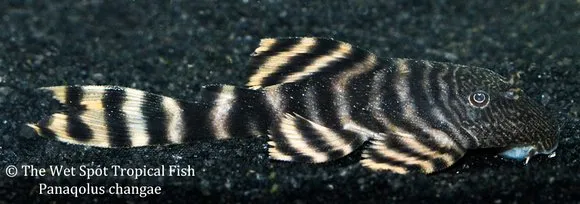 Iquitos tiger pleco (Panaqolus changae)