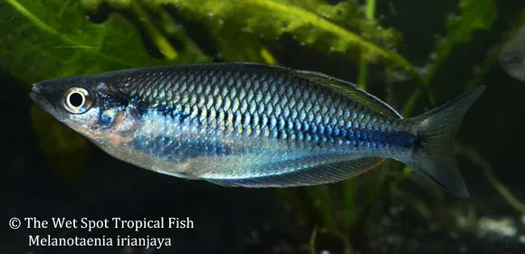 Irian Jaya rainbowfish (Melanotaenia irianjaya)