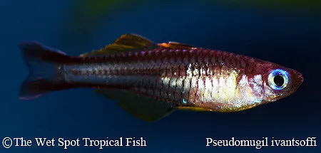 Ivantsoff's blue-eye (Pseudomugil ivantsoffi)