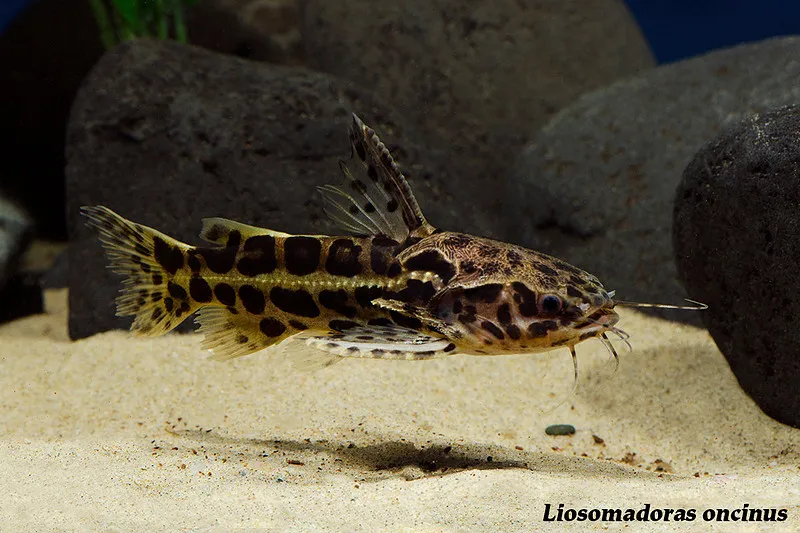 Jaguar catfish (Liosomadoras oncinus)
