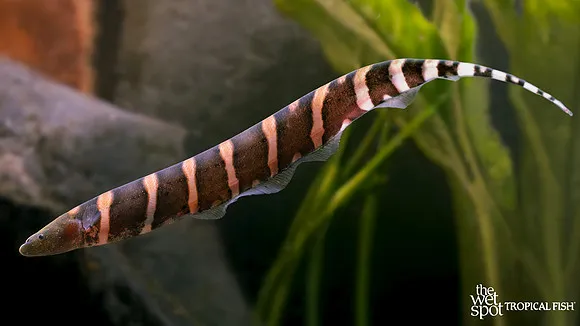 Javari banded knifefish (Gymnotus javari)