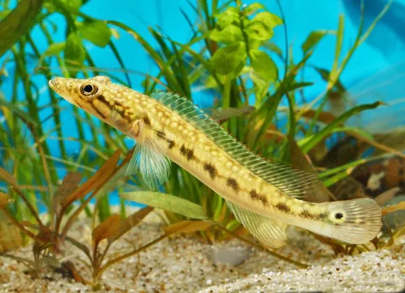 Jegu's pike cichlid (Crenicichla jegui)