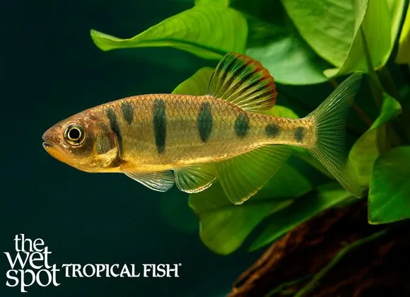 Jeweled baril (Opsarius pulchellus)
