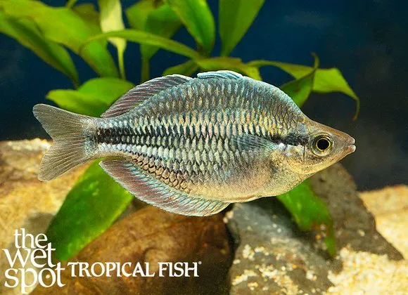 Kamaka rainbowfish (Melanotaenia kamaka)