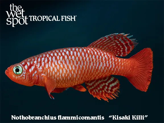 Kisaki nothobranch (Nothobranchius flammicomantis)