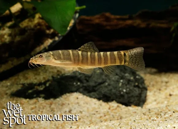 Koh Chang loach (Schistura kohchangensis)